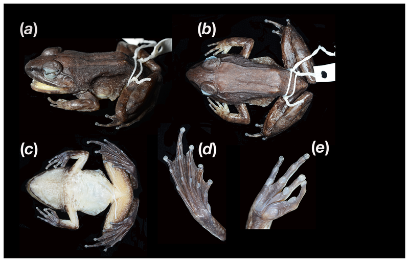 Illustration for article titled This Freaky New Frog Gives Birth To Live Tadpoles, Not Eggs